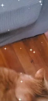 Fluffy cat on a wooden floor with sparkles.