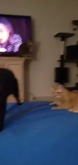 Cats lounging on a blue blanket with a TV in the background.