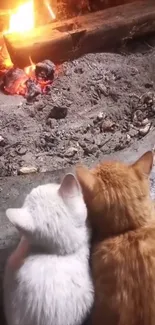 Two cats cuddling by a warm fire.