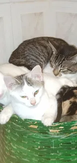 Group of cute cats snuggling in a green basket.