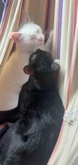 Two cozy cats relaxing in a hammock.