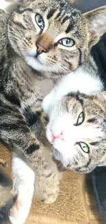 Two tabby cats cuddling closely in a cozy setting.