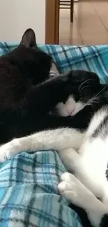 Two black and white cats cuddling on a teal plaid blanket.