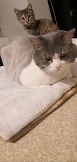 Two cozy cats resting on a soft bed.