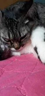 Two cats resting cozily on a pink blanket.