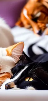 Wallpaper of three cats sleeping peacefully with a purple accent.