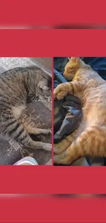 Two cozy cats sleeping in a red-framed wallpaper.