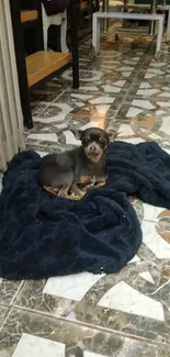 Chihuahua resting on a dark navy blanket indoors.