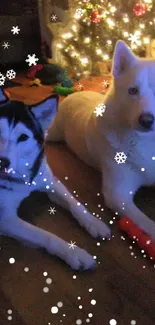 Huskies lounging by a Christmas tree with warm lights.