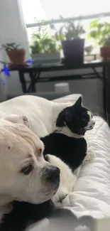 Dog and cat relaxing together on a bed with plants in the background.