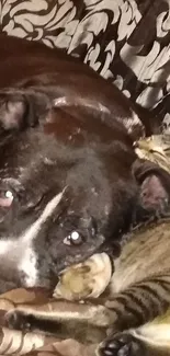 Cozy dog and cat relaxing together on a patterned blanket.