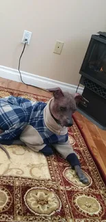 Dog in plaid sweater relaxing by the fireplace on patterned rug.