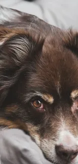 Close-up of a cozy brown dog laying on a bed with warm tones.