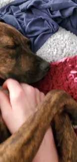 Cozy dog snuggle moment on blankets.