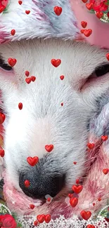 Charming wallpaper of a cozy white dog surrounded by red hearts.