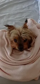 Small dog wrapped in a pink blanket on a bed.