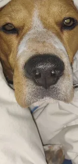 Dog comfortably snuggled under a white blanket.