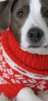 Cute dog in a red and white patterned sweater, lying down warmly.