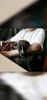 Relaxing dog resting with owner in a cozy chair.