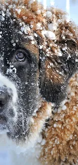 Adorable dog with snow-covered fur in a winter scene.