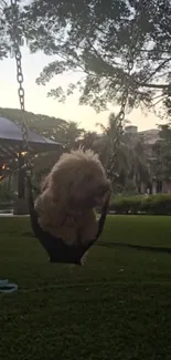 Fluffy dog sitting comfortably on a swing in a lush park.