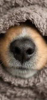 Close-up of a cozy dog nose nestled in a blanket.