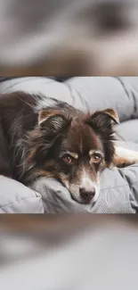 Cozy dog lying on a soft grey couch, looking relaxed and comfortable.