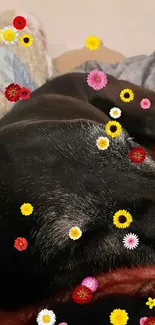 Black dog sleeping on a colorful patterned bed.