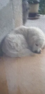 White dog resting comfortably on a porch in a serene setting.