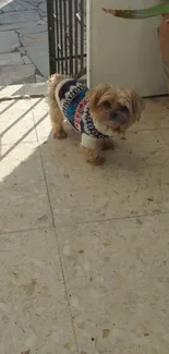 Dog in sweater on sunny patio tiles.