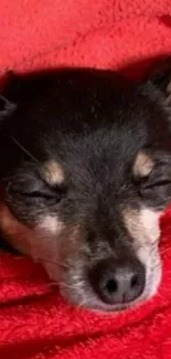 Sleeping dog snuggled in red blanket, exuding warmth and tranquility.