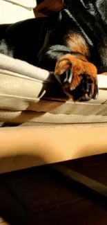 Dog's paw resting on a sunlit chair.