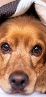 Cute dog under cozy blanket on bed, warm and inviting.