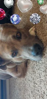 Dog lying on carpet with colorful gems above.