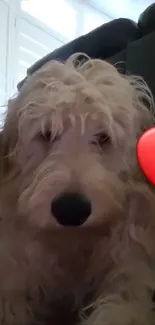 Fluffy dog with shaggy fur next to a red heart in a cozy room.