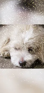 Adorable dog with sparkles mobile wallpaper.