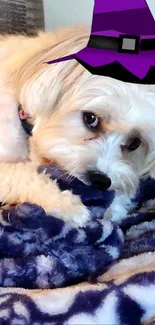 Cute dog in a purple witch hat on a cozy blue blanket.