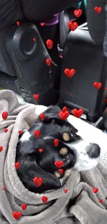 Black and white dog snuggled in a brown blanket in car.