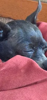 Dog sleeping in a red blanket, peaceful and cozy.