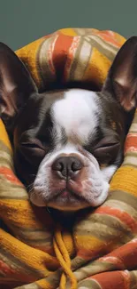 Cute dog wrapped in a colorful, cozy blanket, peacefully sleeping.