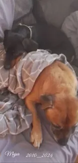 Two dogs snuggled under a blanket, resting peacefully.