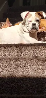 Two dogs resting on carpeted stairs with sunlight filtering through.