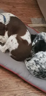 Two dogs resting on a comfortable cushion on wooden flooring.