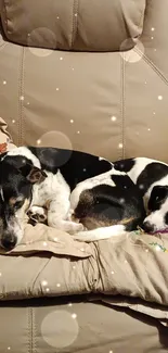 Two dogs peacefully sleeping on a leather armchair.