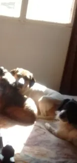 Three cozy dogs relaxing in a sunlit room, creating a warm and inviting atmosphere.