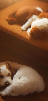 Two cozy dogs resting under warm lighting.