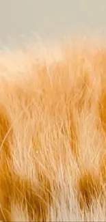 Warm orange and cream cat fur texture mobile wallpaper.