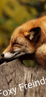 Tranquil fox resting on a log in the forest wallpaper.