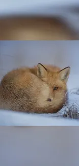 Resting red fox in winter snow landscape.