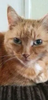 Ginger cat relaxing on a brown textured surface.